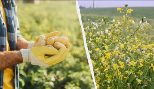 Умные советы: что засеять после картофеля для лучшего урожая