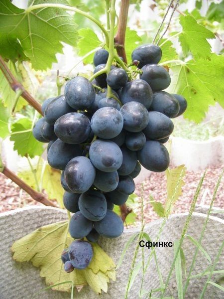 �������� ������: ������ ���� � �������������� ������ � ����������������