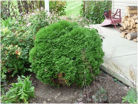 ��� ��� ����� �������� ���������: ����������� � ������� ������