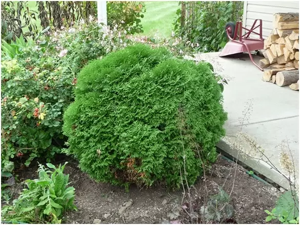 Как туя стала любимцем садоводов: особенности и секреты выбора