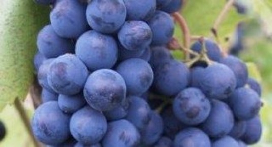 Виноград кардинал: уникальный сорт с богатой историей