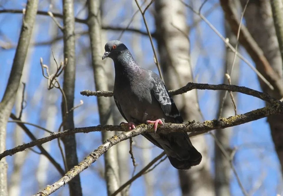 ����� ���������������� ����������� � ������������ ������� ������������ ����� ������