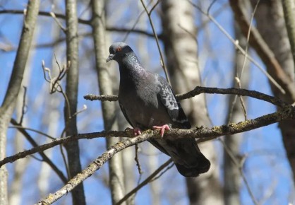 После кратковременного похолодания в Новгородскую область возвращается тёплая погода