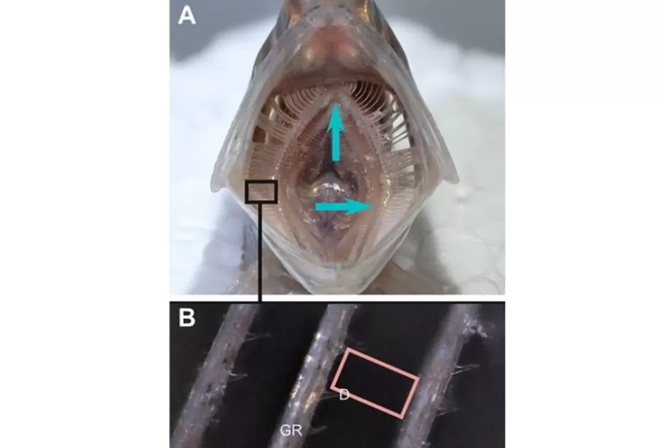 Похожий на рот рыбы фильтр улавливает микропластик на 99 процентов