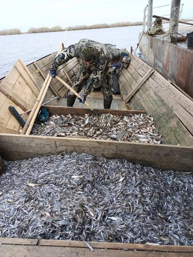 На акцию «Доступная рыба» рыбаки привезут снеток