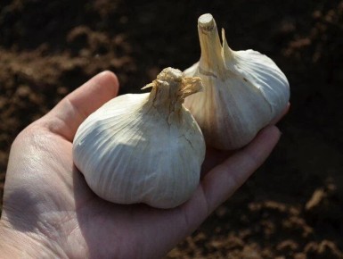 Почему сажать чеснок на одном месте – это не ошибка