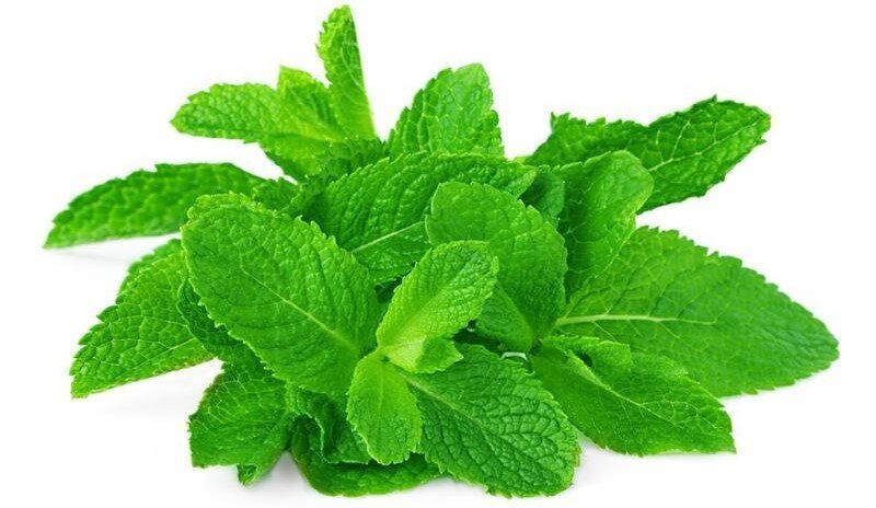 ����: ������������ ��������, ������� ������ � �����������