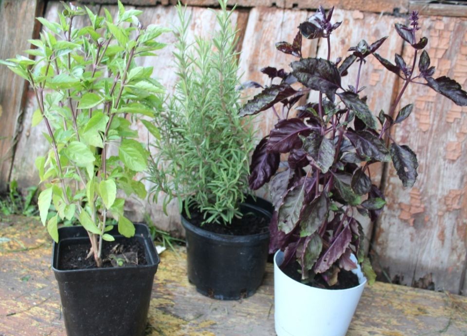 ��� ���������� ���������� � ����� ��������� ������