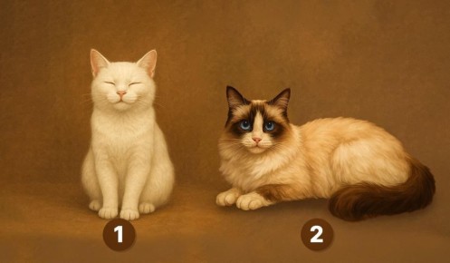 Как научиться говорить 'нет': проводим тест на личность