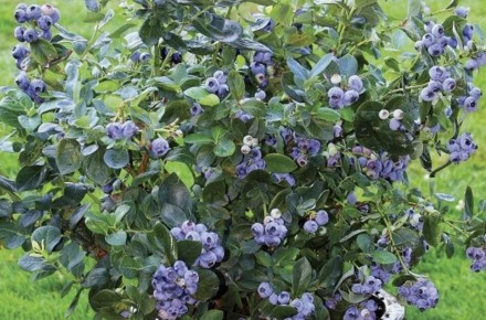 ������� ������� ��������� ��������: ��� �������� �������� ������