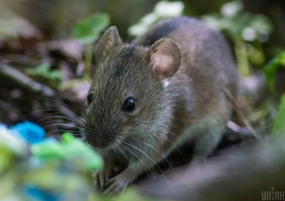 ����������� ������� ������ �� �����: ������ ��������� ��� �����