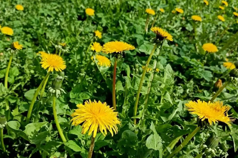 ������������ ������� ������� �������� ����������� �����