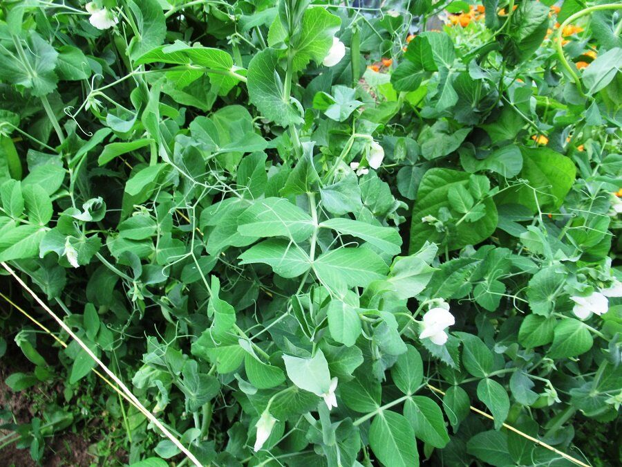 ������� ����������� ��������� ������: 12 ������� ������ ��� ��������� ������