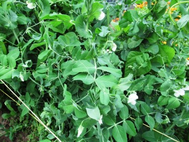 ������� ����������� ��������� ������: 12 ������� ������ ��� ��������� ������