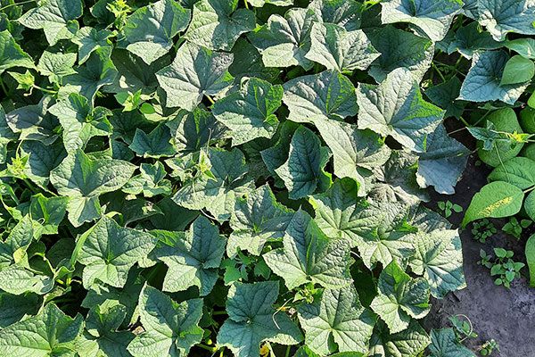 ���� ������ ��������: ��������� ����������, ��� ��������� ����������� ������