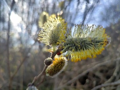 ���� � ����� ������ � ������������ ������� �� ����� ��������� ������