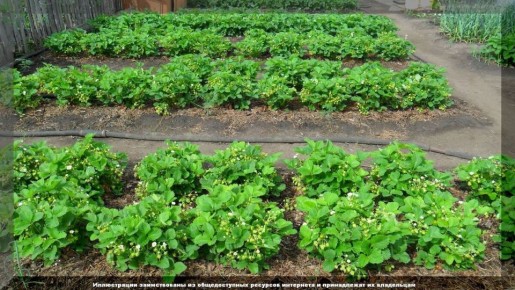 ��� ��������� ��������� �� ������� ����������: ������ ��� ����������