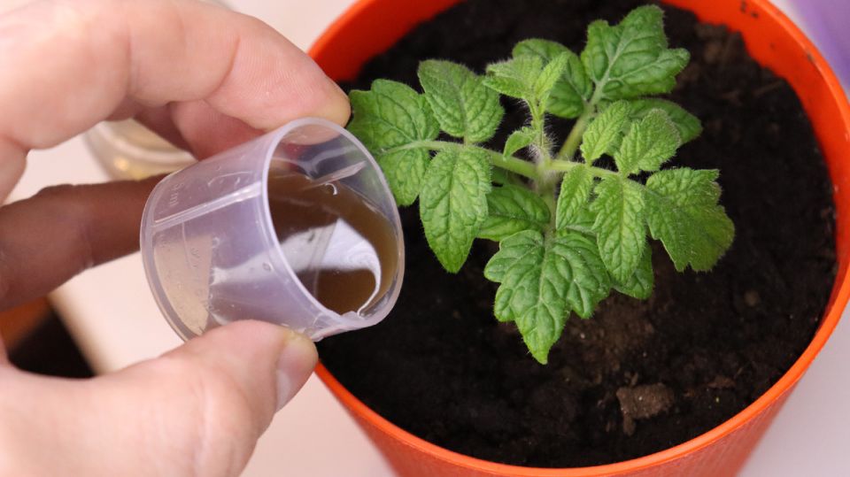 ��� �������� ��������� ����� �������: ������� ��� ������� �������� � ������� ������