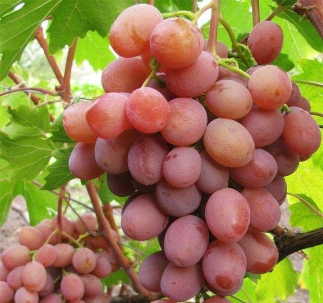 �������� ��������: ������� �������� ������ ������ �������� � ��������������� ����