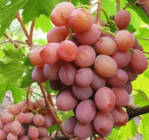 �������� ��������: ������� �������� ������ ������ �������� � ��������������� ����