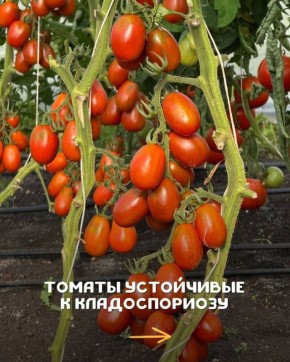 ������, ���������� � �������������: ���� ��������� � ������ � ���������