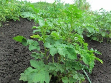 ����������� ����� ������� ���������: ������ ��������� � ���������