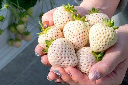 ����� ���������: ����� ����� � �����������, ������� ����� �����������