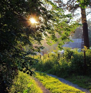 ��� ��������� ������������ ������� �� ����