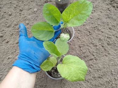 ������ �������������� ���������� ������� ������ ��� ������