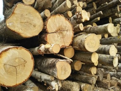 С начала года Новгородская область отправила на экспорт более 100 тысяч кубометров леса