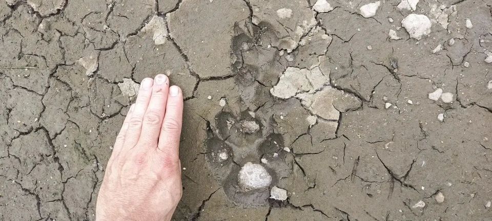 В новгородских лесах стало больше млекопитающих охотничьих ресурсов В новгородских лесах стало больше млекопитающих охотничьих ресурсов
