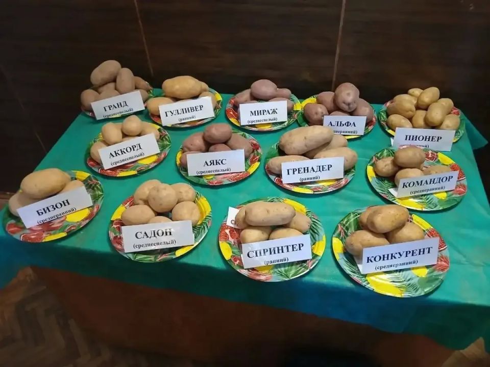 В три раза выросла доля элитных семян яровых культур в Новгородской области