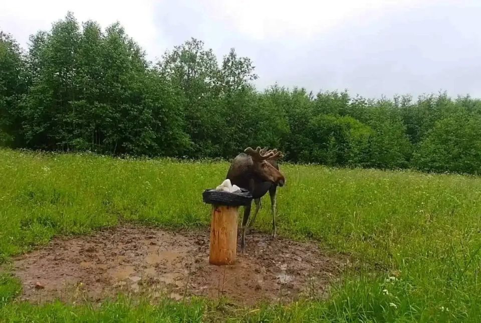 В Новгородской области выросла популяция лосей, косуль, медведей и рябчиков