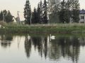 Двое белых лебедей появились на Дахинском пруду в Крестцах