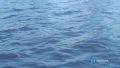 На берегу реки Ловать обнаружили тело рыбака