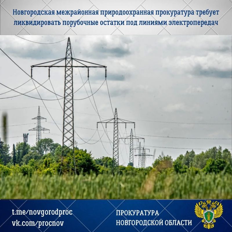 Новгородская межрайонная природоохранная прокуратура провела проверку соблюдения требований лесного законодательства