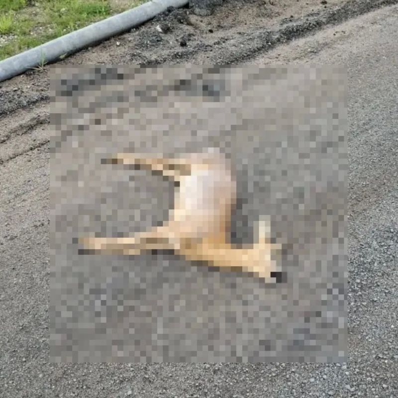 ОСТОРОЖНО, ДИКИЕ ЖИВОТНЫЕ ВЫХОДЯТ НА АВТОДОРОГУ ОСТОРОЖНО, ДИКИЕ ЖИВОТНЫЕ ВЫХОДЯТ НА АВТОДОРОГУ