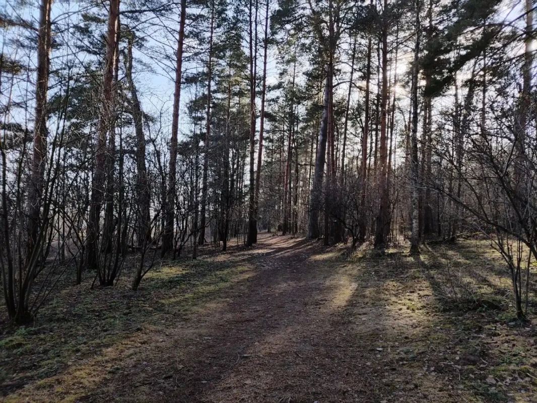 В новгородских лесах с начала года заблудились 24 человека