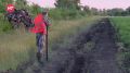 Кабаны совершают набеги на новгородские картофельные поля