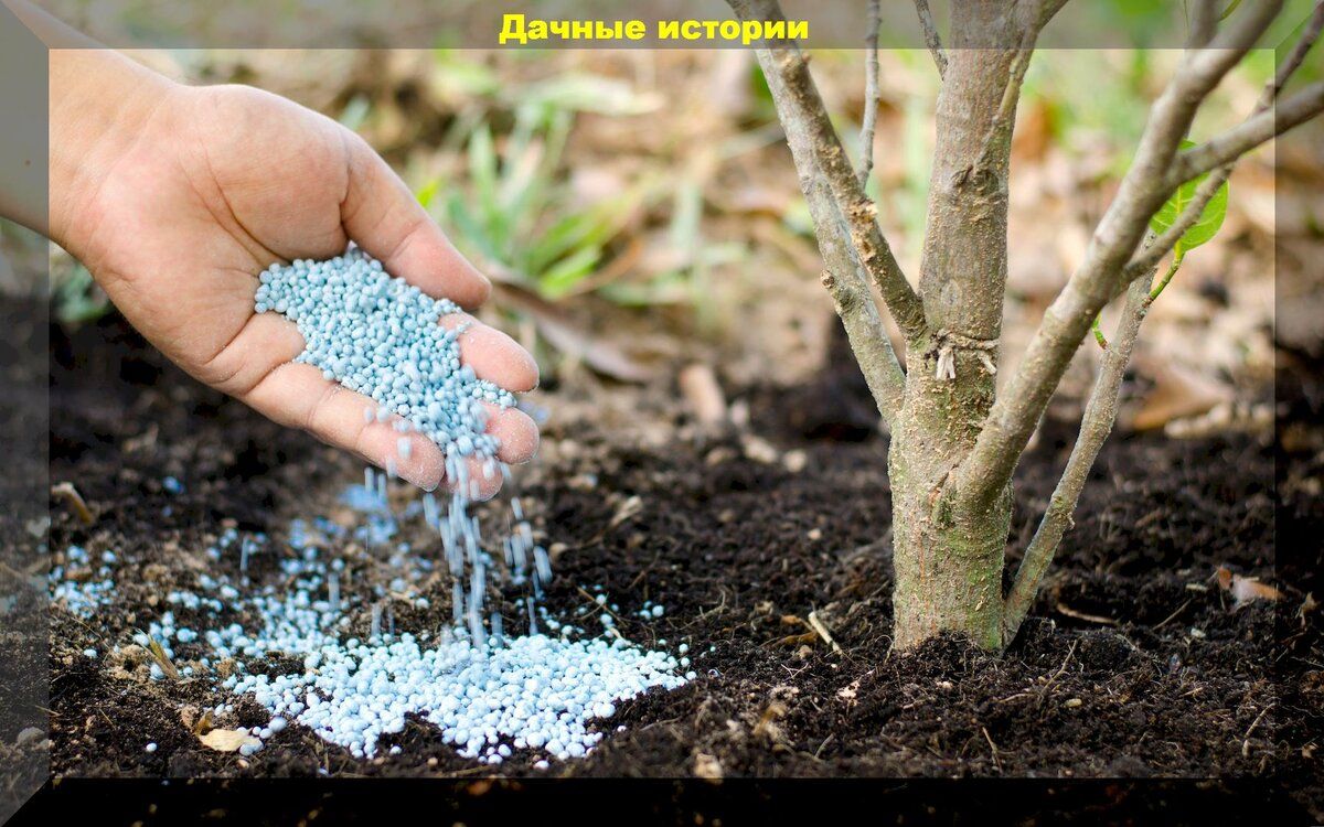Весенние секреты для богатого урожая: как правильно подкармливать плодовые деревья