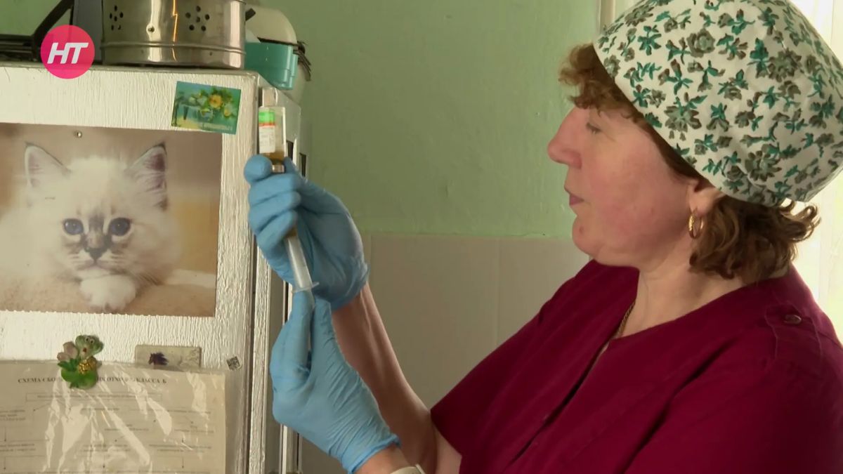 Солецких животных прививают от бешенства Солецких животных прививают от бешенства