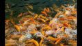 Как запустить современное рыбное хозяйство: проект „Форель“ в Краснодаре