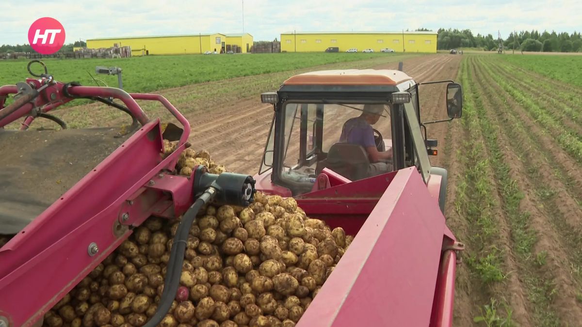 Новгородские фермеры начали собирать урожай картофеля