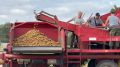 Свежий новгородский картофель скоро появится в магазинах и на рынках региона
