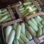 В одном из округов Новгородчины собрали 30 тонн кабачков