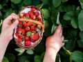 Как секретная подкормка может превратить клубнику в ягодный рай
