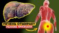 Печень под угрозой: как распознать важные симптомы и предотвратить болезни