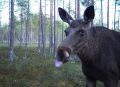 Наглая нарушительница спокойствия шокировала сотрудников национального парка «Валдайский»