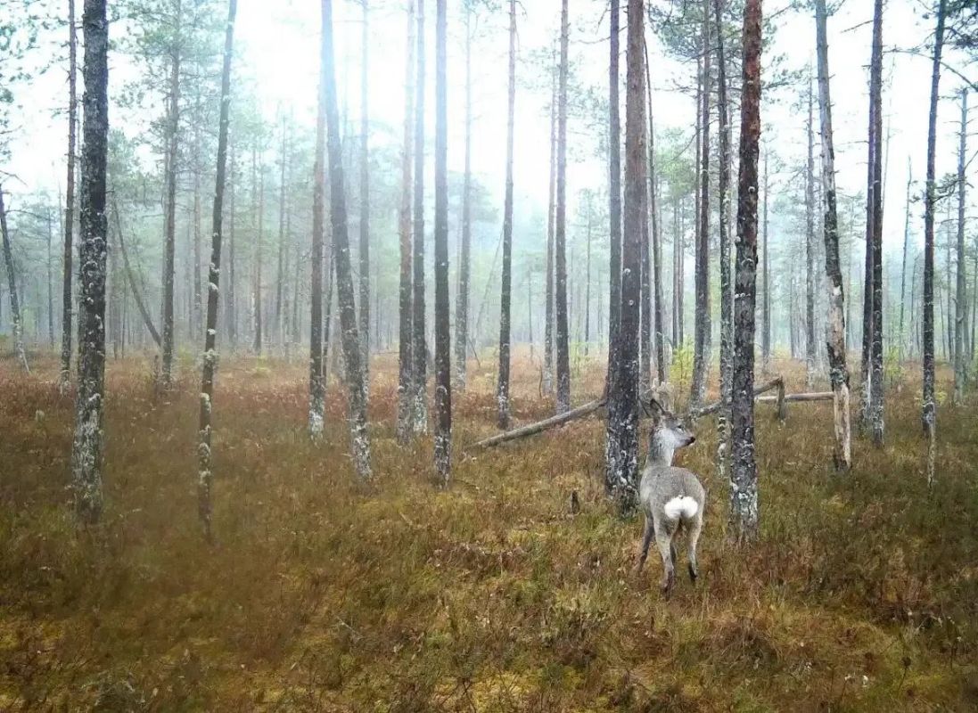 Фотоловушка нацпарка «Валдайский» сделала портреты лосихи, высунувшей язык, и косули с «зеркальцем» Фотоловушка нацпарка «Валдайский» сделала портреты лосихи, высунувшей язык, и косули с «зеркальцем»