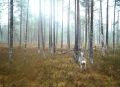Фотоловушка нацпарка «Валдайский» сделала портреты лосихи, высунувшей язык, и косули с «зеркальцем»